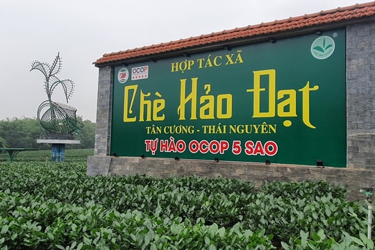 Chinh phục khát khao đưa chè Tân Cương trở thành món quà quý