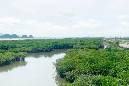 Quảng Ninh: Giữ rừng ngập mặn tạo sinh kế bền vững cho người dân