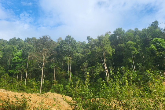Mường Tè (Lai Châu): Hiệu quả từ chính sách chi trả môi trường rừng