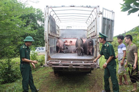 Bình Phước: Xử lý nghiêm vận chuyển, buôn bán trái phép động vật qua biên giới