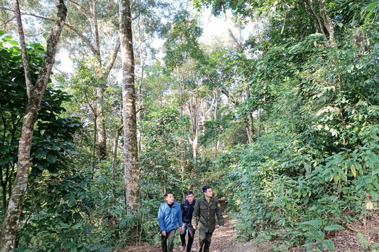 Si Ma Cai (Lào Cai): Giữ rừng để làm giàu bằng du lịch cộng đồng
