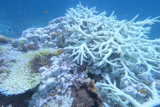 Vườn Quốc gia Côn Đảo: Tạm dừng hoạt động bơi xem san hô trong hợp phần bảo tồn biển