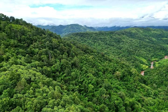 Nậm Nhùn (Lai Châu): Nâng độ che phủ rừng, tạo sinh kế cho người dân