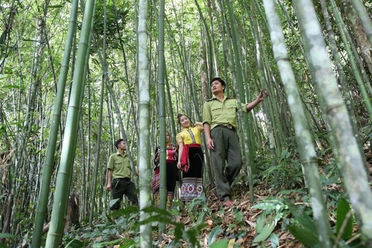 Nghệ An: Phê duyệt 79 cộng đồng dân cư tham gia hoạt động quản lý rừng hưởng lợi nguồn thu từ ERPA