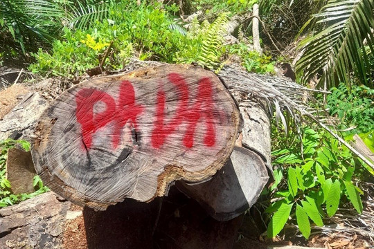 Quảng Nam: Phá hiện vụ phá rừng phòng hộ nghiêm trọng ở xã Cà Dy