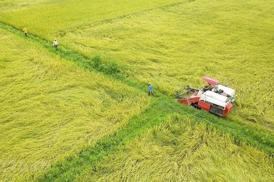 Hoàn thiện dự thảo Nghị định về đất trồng lúa: phải đánh giá tác động kỹ lưỡng, lấy ý kiến đối tượng bị tác động