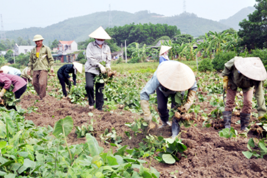 Ý Yên - Nam Định: Triển khai hiệu quả phong trào nông dân thi đua sản xuất, giúp nhau làm giàu