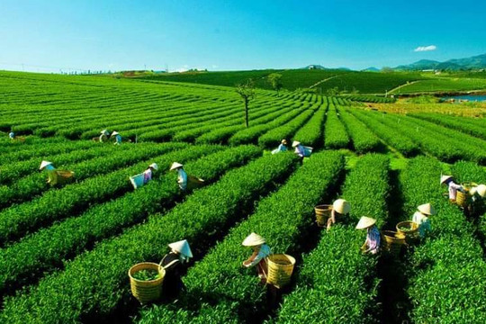 Tuyên Quang: Phát triển cây nông sản chất lượng cao