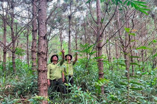 Đắk Nông: Bảo vệ rừng gắn với giảm nghèo bền vững