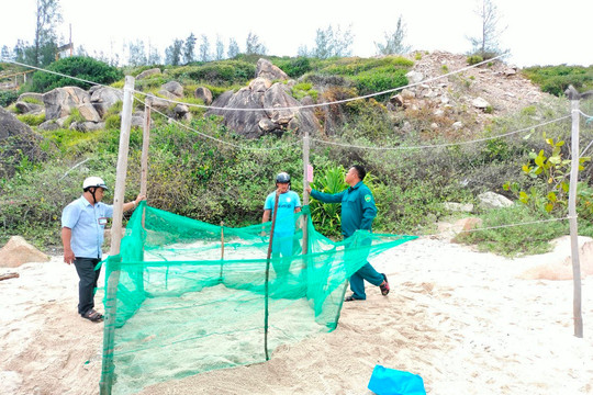 Bình Định: Rùa biển quay lại Cù Lao Xanh đẻ trứng sau 10 năm vắng bóng