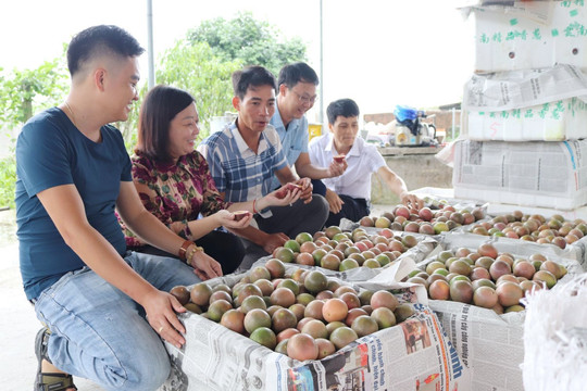 Quảng Ninh: Hướng giảm nghèo bền vững ở Đầm Hà
