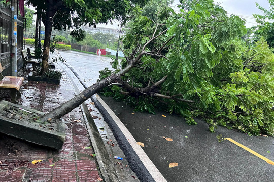 Quảng Ninh: Bão số 2 gây mưa to, khiến nhiều cây xanh bị gãy đổ