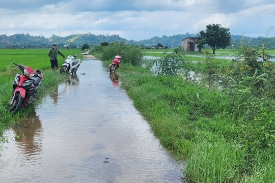 Đắk Lắk: Ngập lụt gây thiệt hại hơn 1.200 ha cây trồng