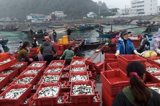 Nghệ An: Tăng cường công tác Bảo vệ và Phát triển nguồn lợi thủy sản