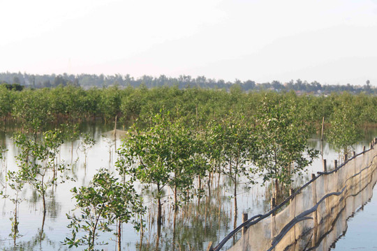 Thừa Thiên - Huế: Tăng cường quản lý, bảo vệ, phát triển rừng ven biển