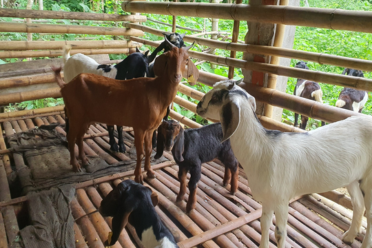 Cao Sơn (Đà Bắc, Hòa Bình): Giảm nghèo nhờ mô hình nuôi dê