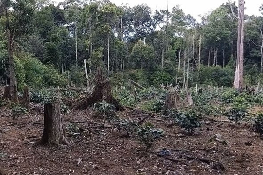 Kon Tum: Tăng cường phòng, chống thiên tai, động đất