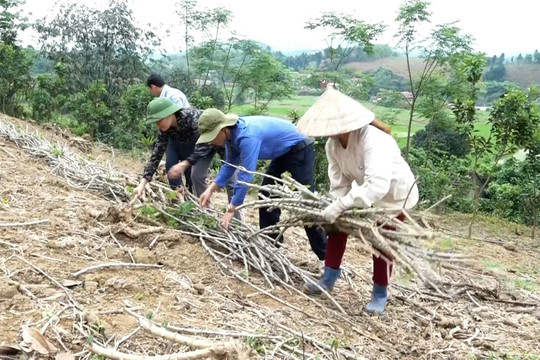 Yên Bái: Phát triển cây sắn trên đất dốc, thích ứng BĐKH