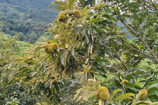 Vùng quê khởi sắc nhờ mô hình trồng hạt dẻ