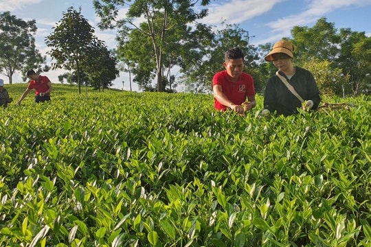 Agribank tiên phong đầu tư phát triển nông nghiệp sạch, nông nghiệp công nghệ cao