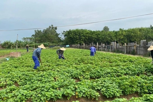 Phát triển không gian xanh tại các cơ sở trợ giúp xã hội, cai nghiện ma túy