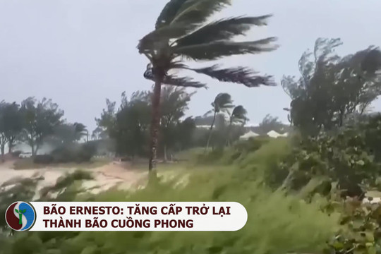 Bão Ernesto: Tăng cấp trở lại thành bão cuồng phong cấp 1