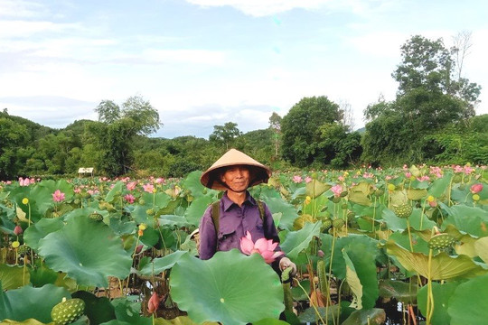 Đất trũng nở hoa sen