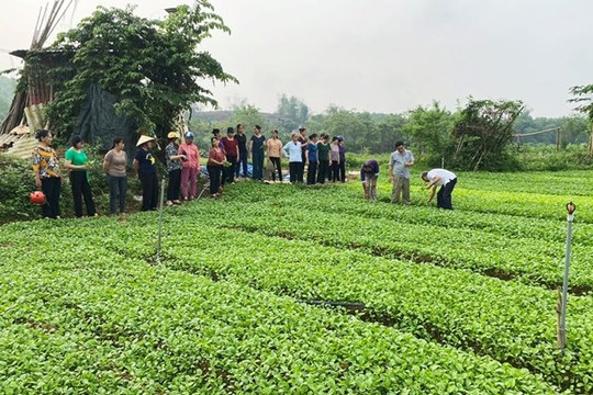 Gia tăng giá trị sản xuất nông nghiệp nhờ khuyến nông cộng đồng