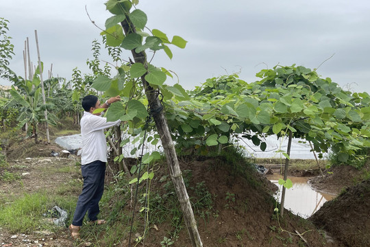 Kinh Môn (Hải Dương): Mô hình sắn dây giúp nông dân làm giàu