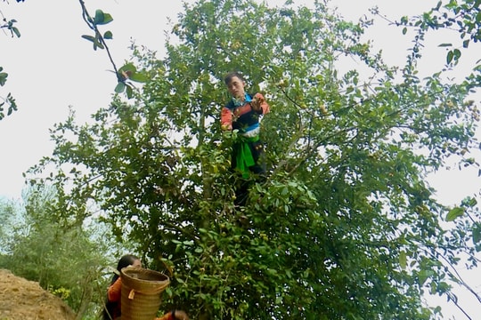 Cây “thoát nghèo” trên vùng cao Sơn La