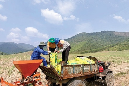 Phân bón Phú Mỹ và những mùa vụ ngọt ngào