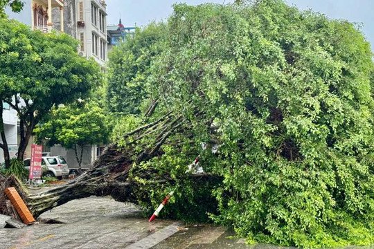 Bão số 3 áp sát, Quảng Ninh mưa lớn, gió giật mạnh, cây cối gãy đổ