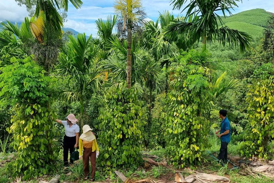 Quảng Ngãi: Chinh phục đất gò đồi