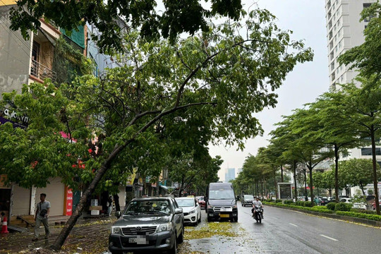 Hà Nội tròn một tuần sau bão số 3: Cây xanh nghiêng ngả - Hiểm nguy chực chờ