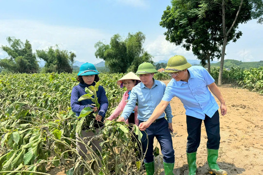 Yên Bái: Sớm tìm phương án phục hồi dâu tằm Trấn Yên sau lũ lụt