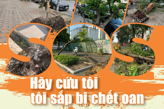 E-magazine: Cây sấu bị phơi đến sắp khô sau bão số 3: HÃY CỨU TÔI - TÔI SẮP BỊ CHẾT OAN