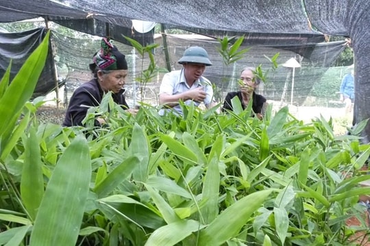 Lang Chánh (Thanh Hóa): Định hướng mới giúp người dân vươn lên thoát nghèo bền vững