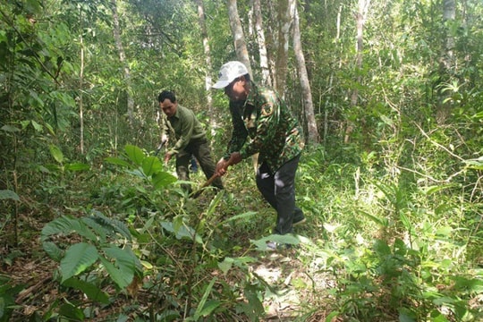 Đắk Nông: Yêu rừng để nhận "trái ngọt" từ rừng