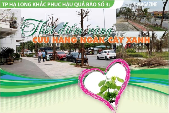 E-magazine: Thời điểm vàng cứu hàng ngàn cây xanh