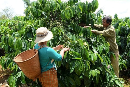 Đắk Nông: Tháo gỡ khó khăn cho công tác giảm nghèo ở vùng đồng bào dân tộc