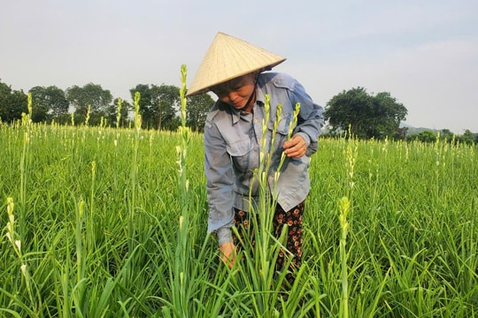 Thanh Hóa: Nông dân làm giàu từ chuyển đổi cây trồng, vật nuôi