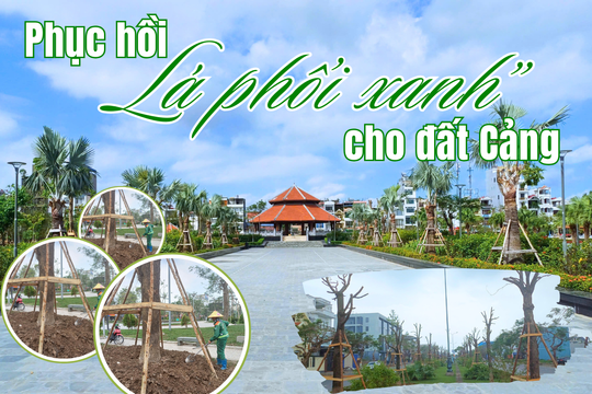 Phục hồi “lá phổi xanh” cho đất Cảng