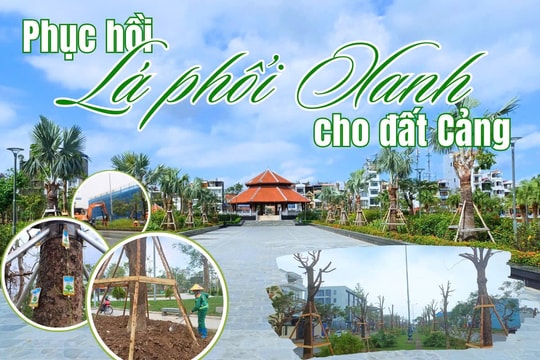 Phục hồi “lá phổi xanh” cho đất Cảng