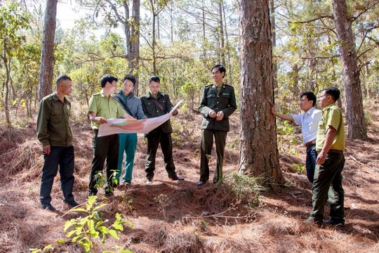 Lâm Đồng: Tăng cường công tác quản lý bảo vệ rừng