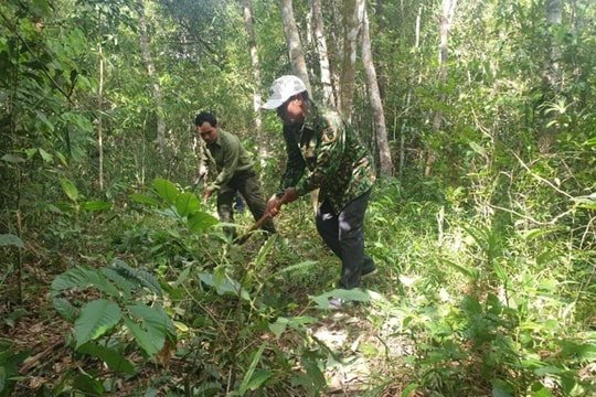 Đắk Nông: Chú trọng phát triển kinh tế rừng