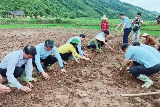 Lào Cai quy định điều kiện chuyển đổi dưới 2 ha đất nông, lâm nghiệp