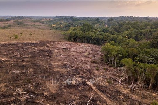 Bảo vệ môi trường: Nạn phá rừng tại Brazil giảm hơn 30%