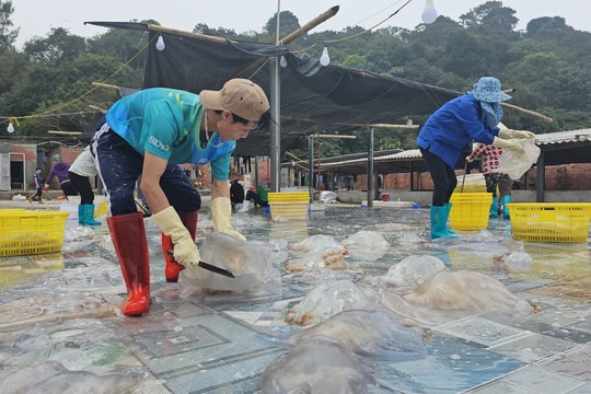 Tiếp bài Long đong “phận sứa” trên đảo Cô Tô: Cần tránh lãng phí tiền của cho các cơ sở thu mua, chế biến sứa