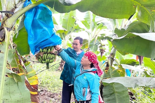 Bảo Yên (Lào Cai): Mô hình trồng chuối cho thu nhập cao giúp dân giảm nghèo