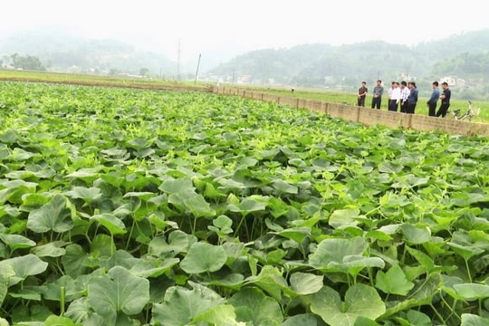 Bát Xát (Lào Cai): Tăng cường công tác quản lý đất đai